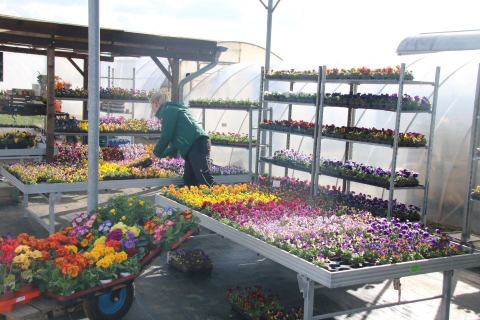 Bunte Blumenauswahl in der Gärtnerei Döring