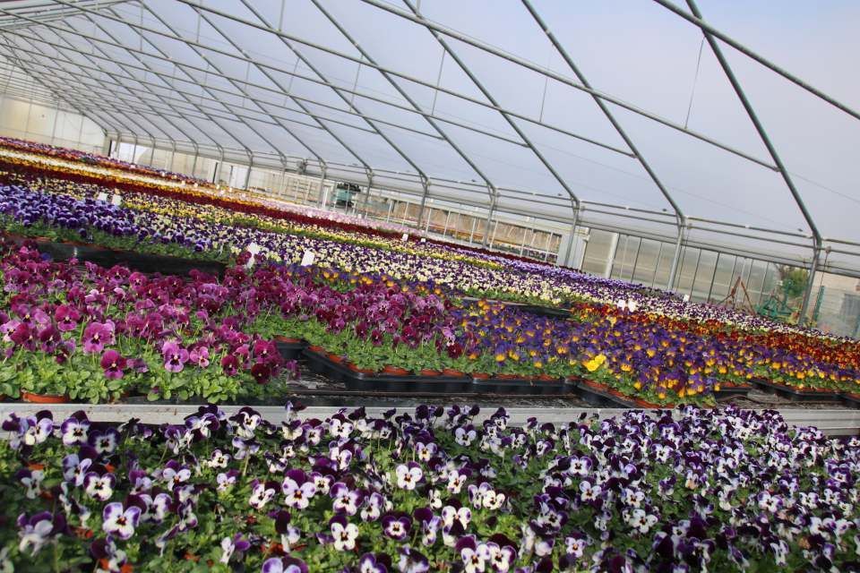 Bunte Blumenbeete in der Gärtnerei Döring