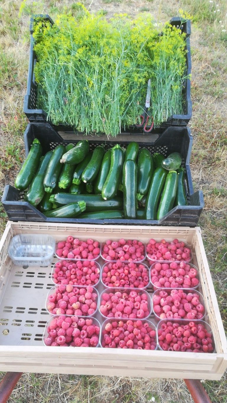 Himbeeren und Zucchini