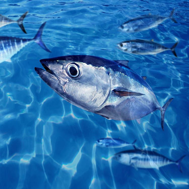 Un grupo de peces está nadando en el océano.