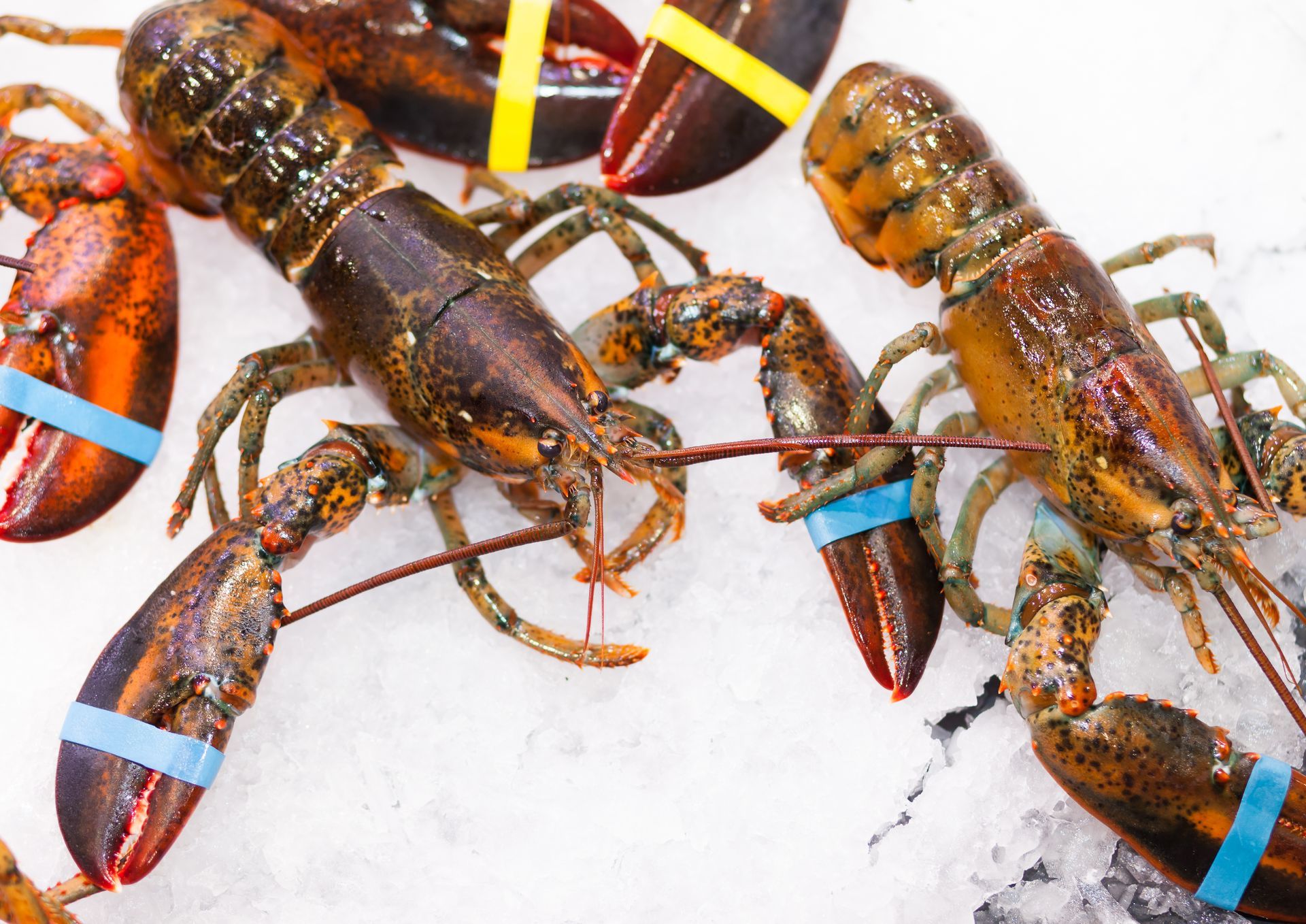 Un grupo de langostas con bandas azules en sus pinzas están sentadas sobre el hielo.