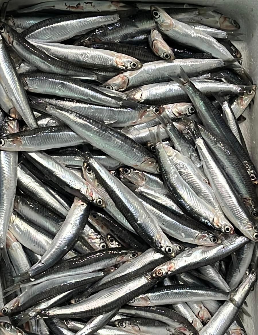 Un montón de anchoas en un recipiente sobre una mesa.