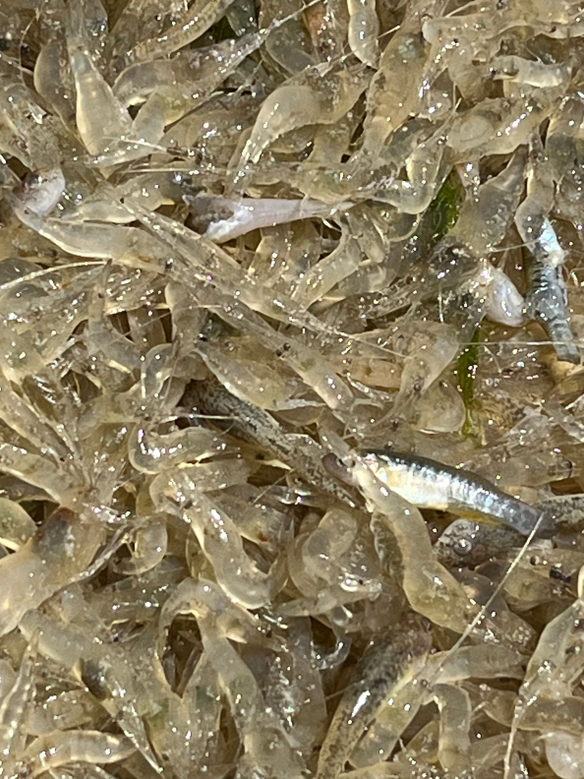 Un primer plano de una pila de pequeños peces nadando en el agua.