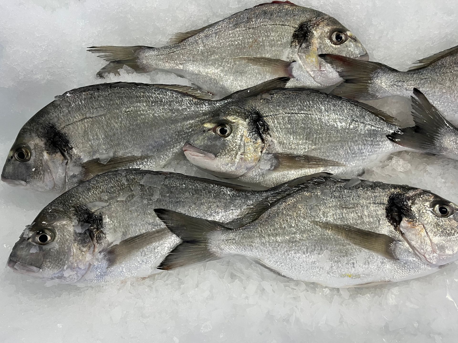 Un montón de peces yacen uno encima del otro sobre el hielo.