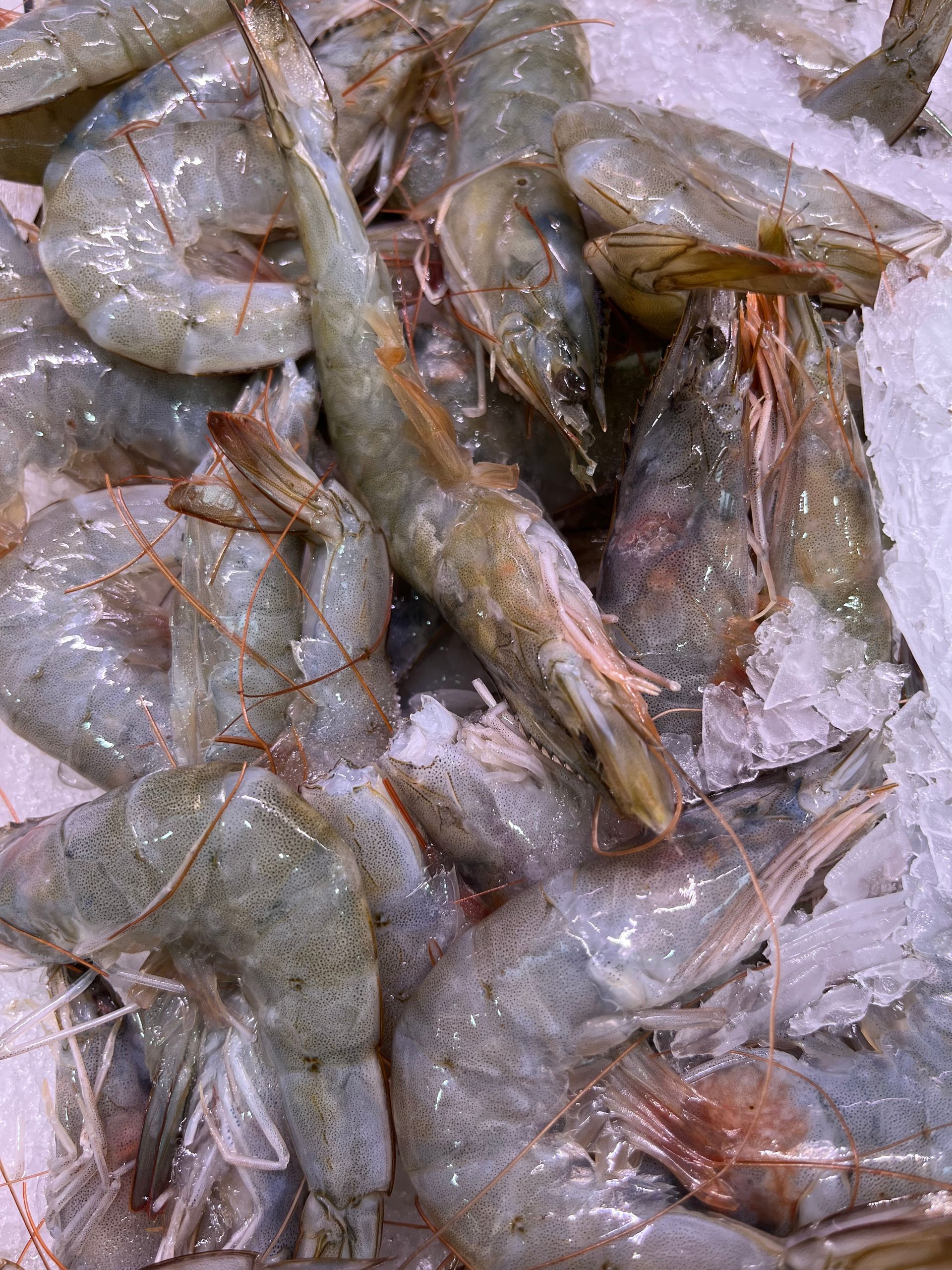 Una pila de camarones sobre hielo.