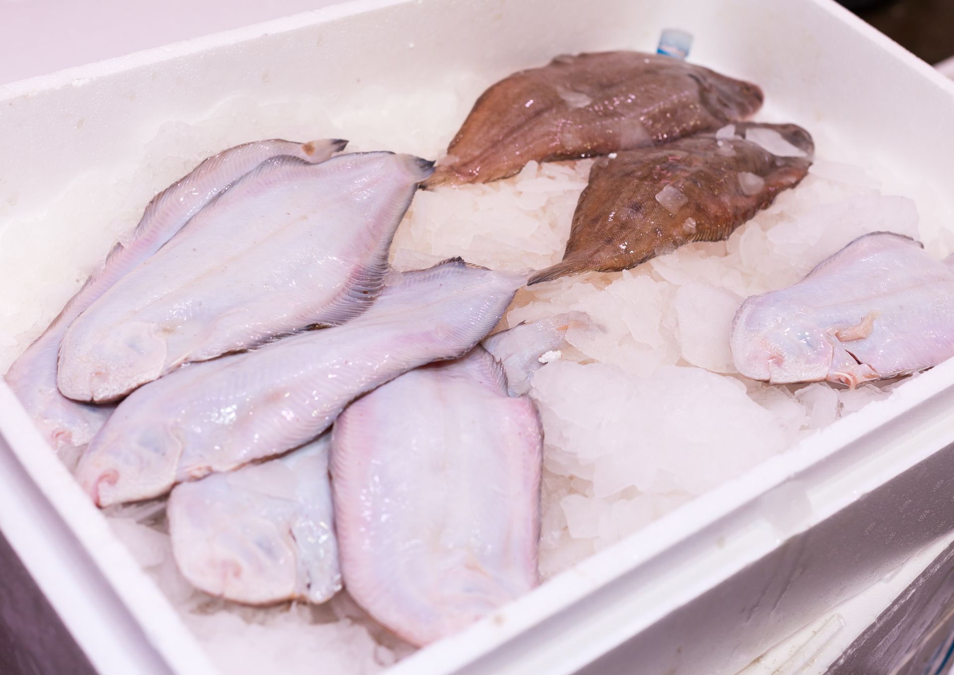 Un recipiente blanco lleno de pescado y hielo sobre una mesa.