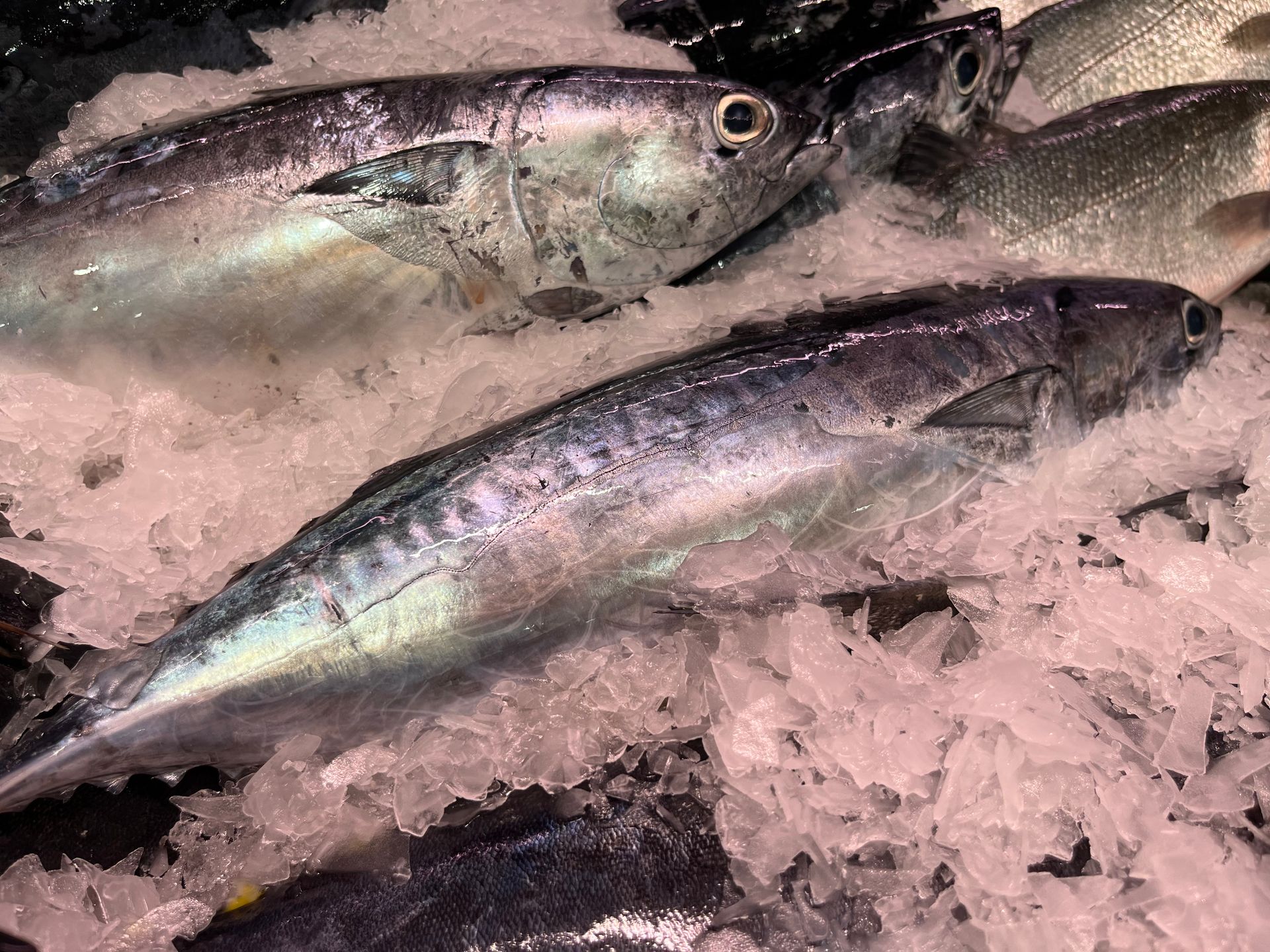 Un montón de peces están sentados encima del hielo.
