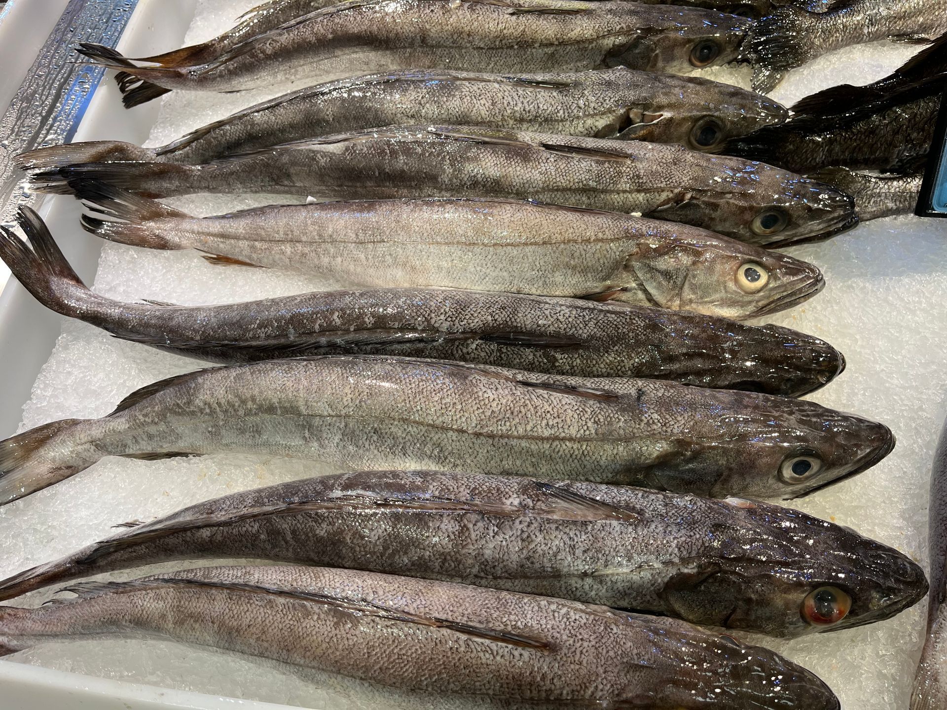 Un montón de peces están sentados sobre hielo en una bandeja.