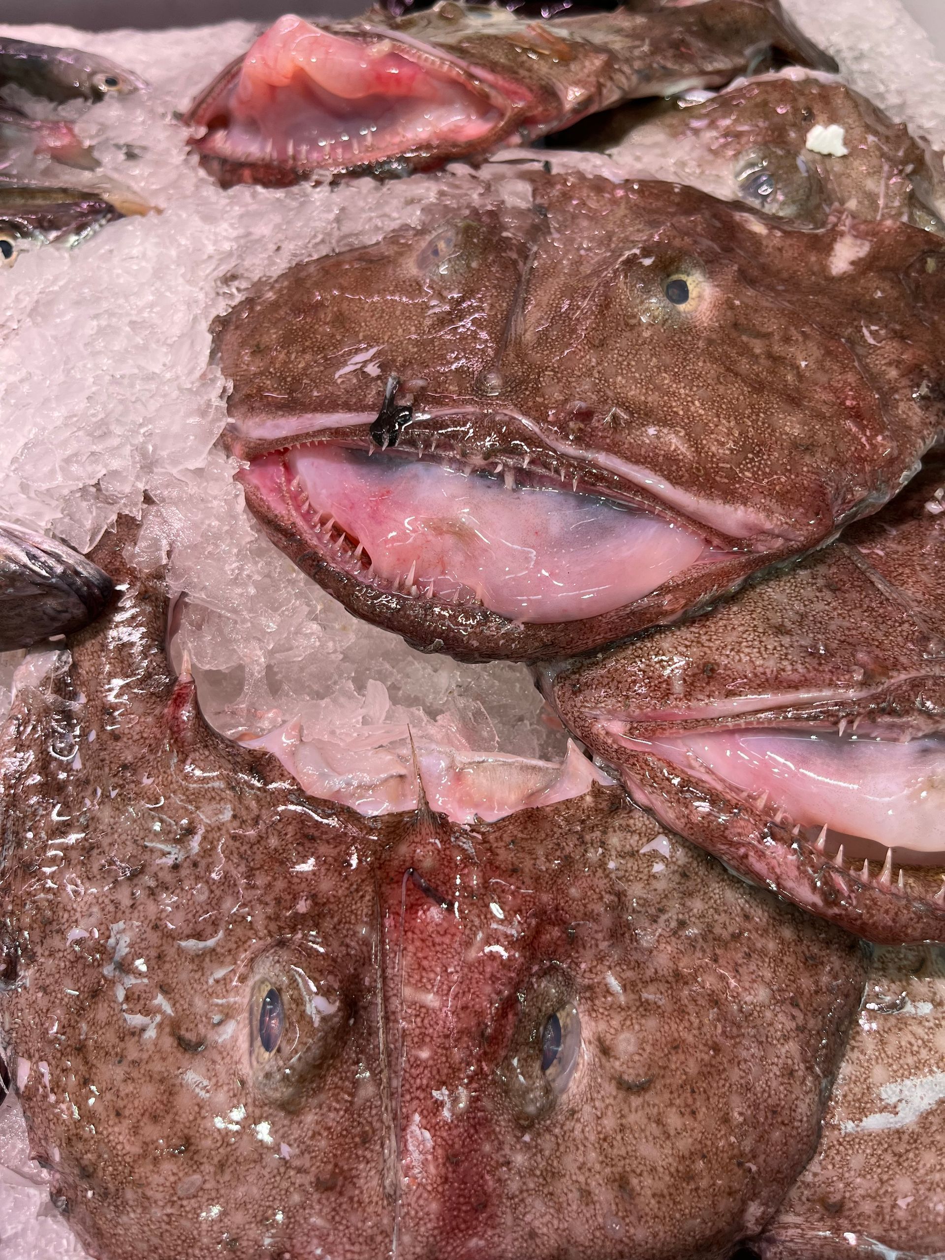 Un montón de peces están sentados encima del hielo.