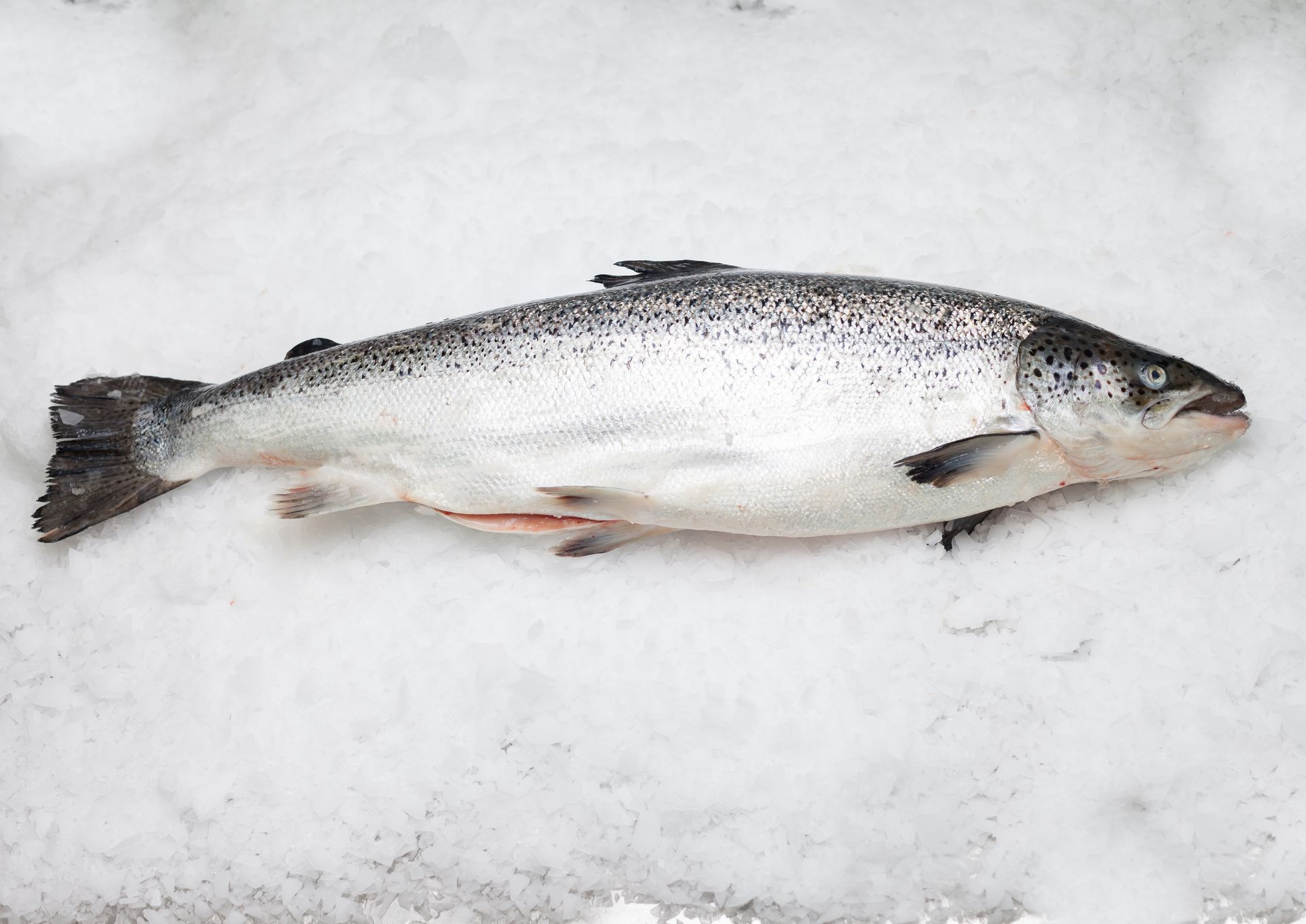Un salmón reposa encima de una pila de hielo.