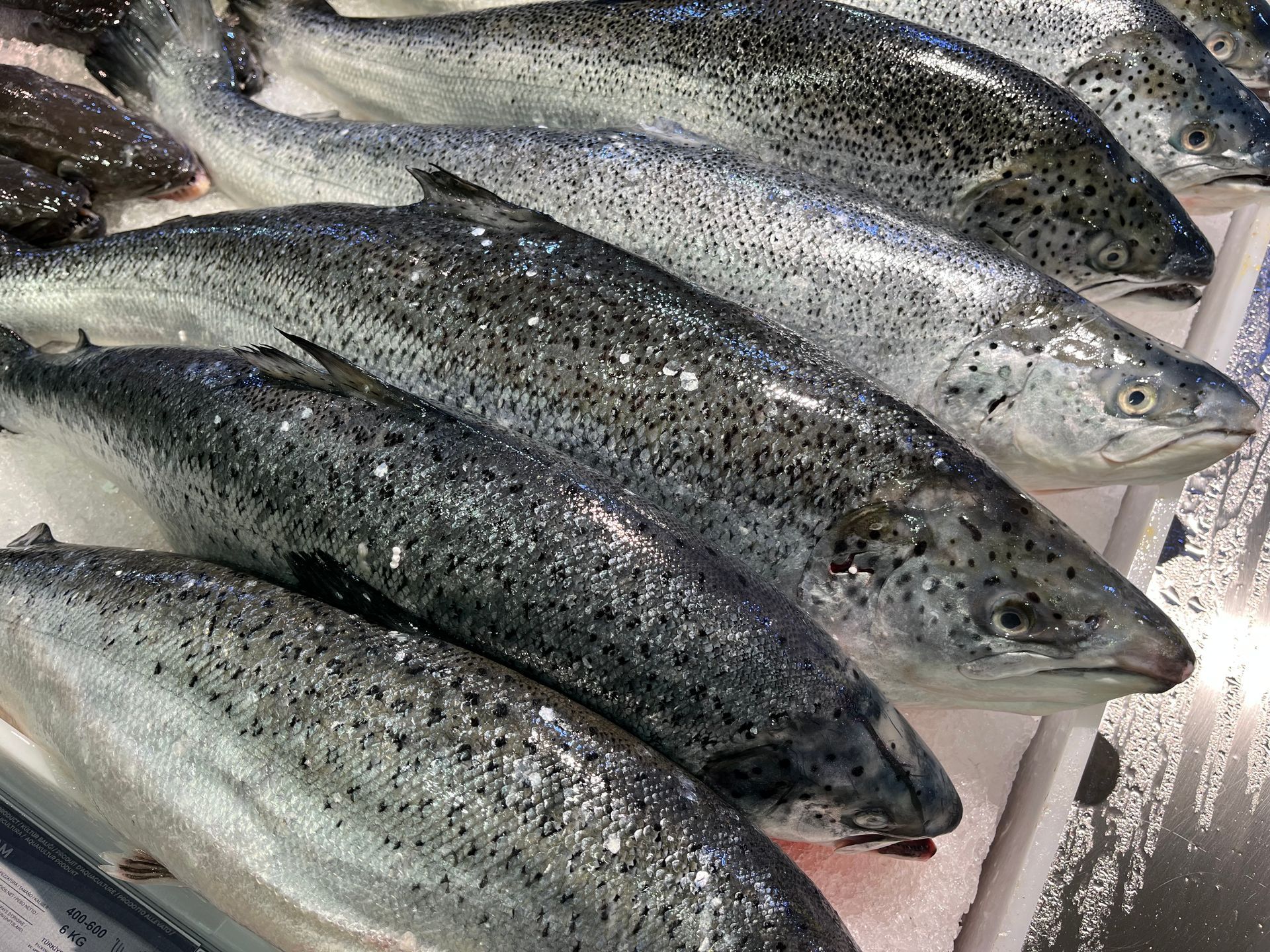 Un montón de peces están sentados uno encima del otro sobre una mesa.