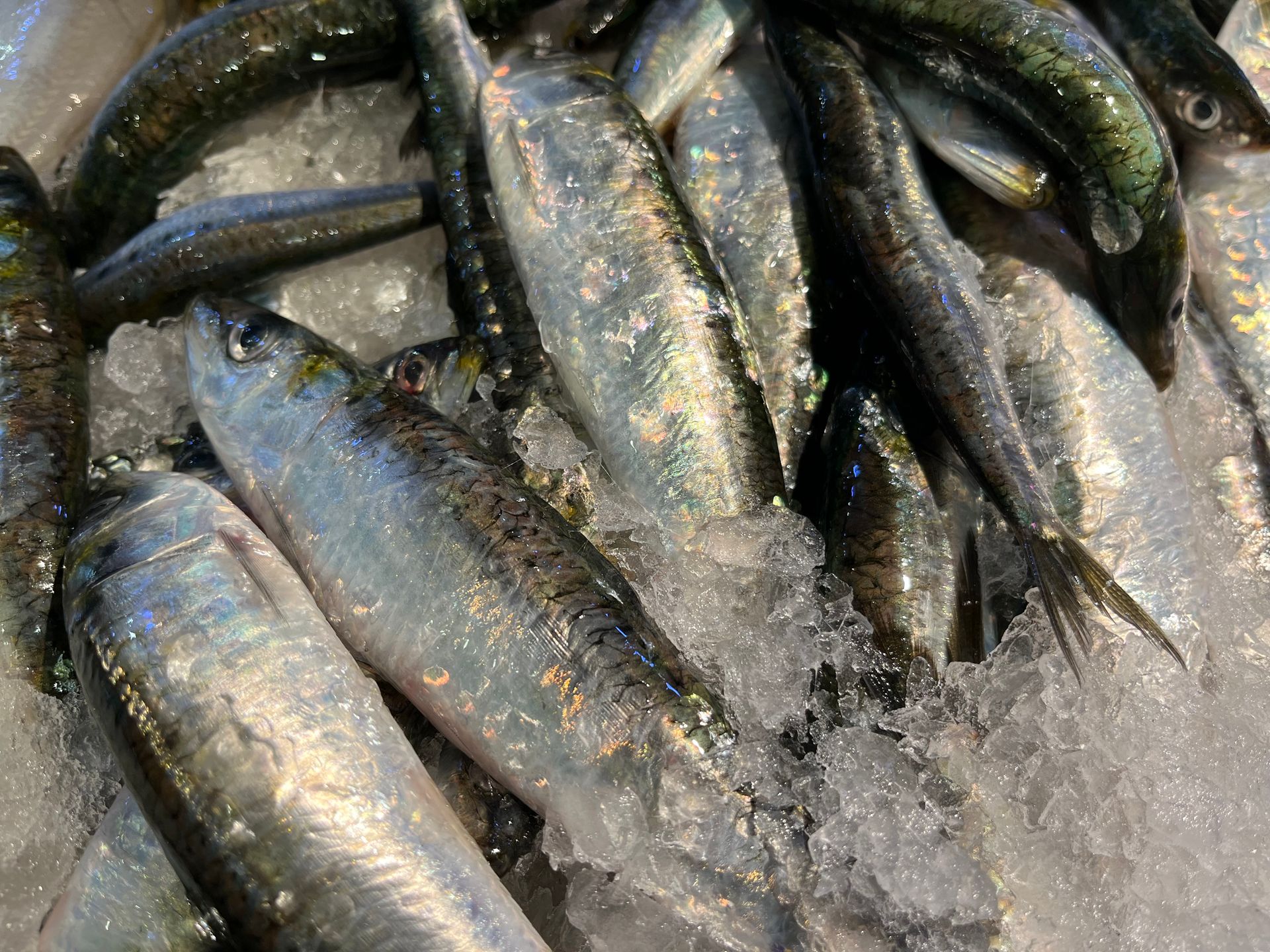 Un montón de peces están sentados encima del hielo.