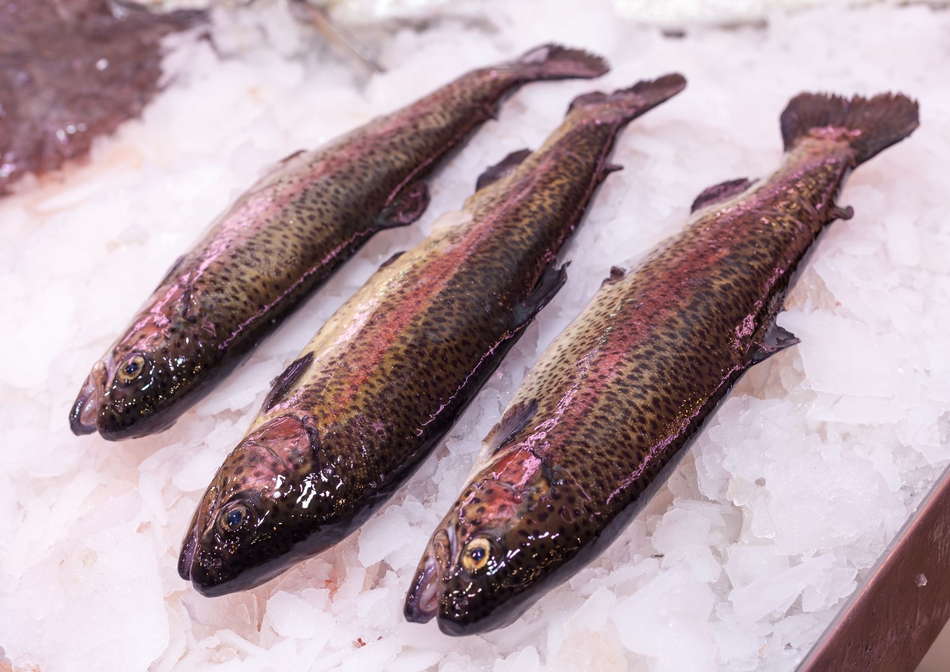 Tres truchas descansan sobre hielo sobre una mesa.