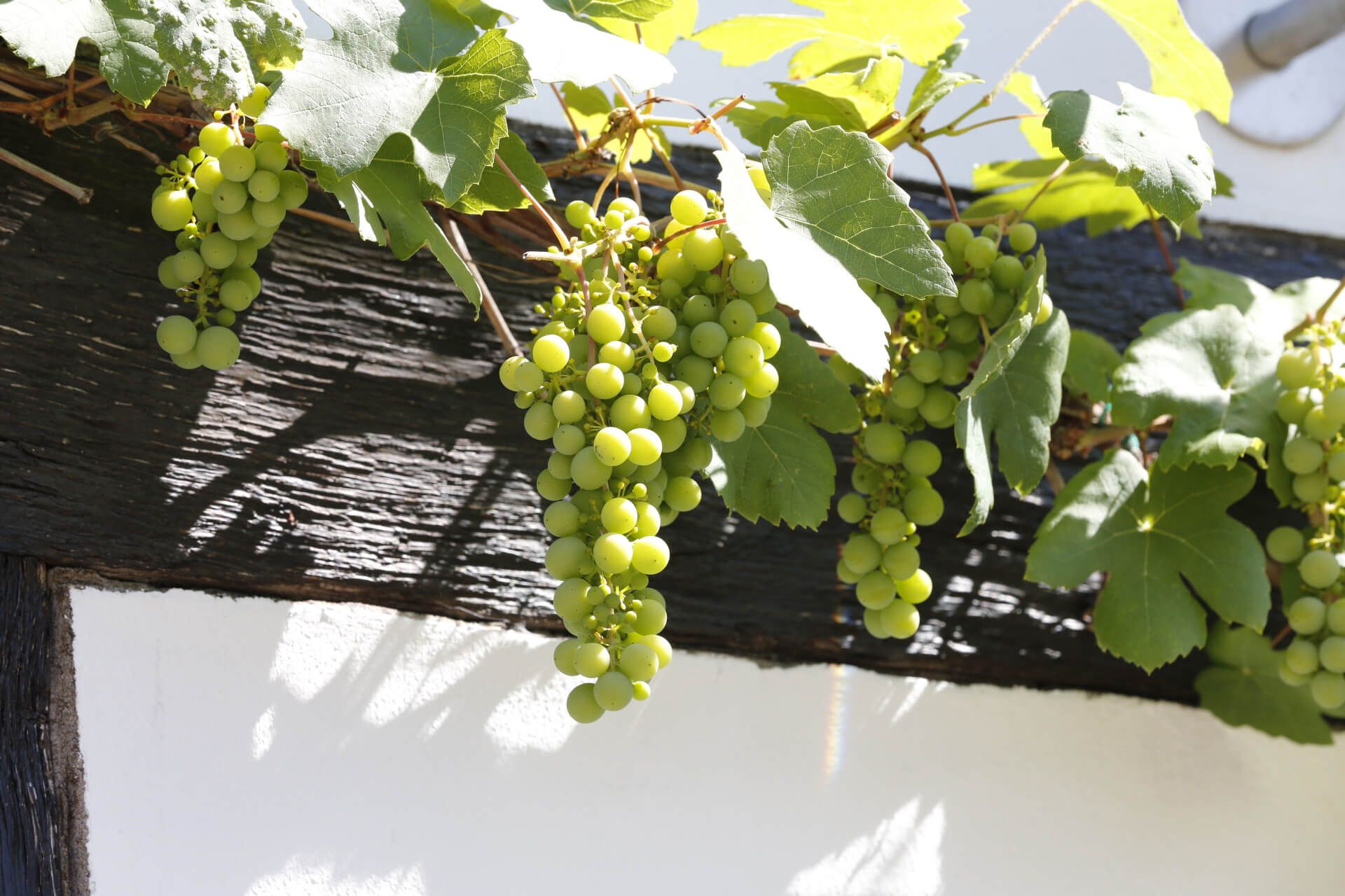 Eine Reihe grüner Weintrauben, die an einem Weinstock hängen