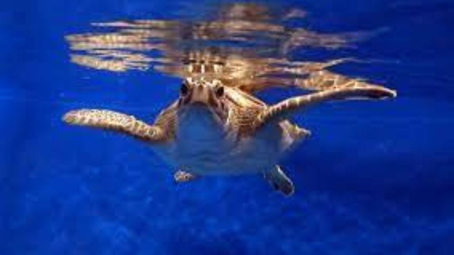 photo of turtle swimming