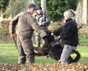 Dressage de chiens de garde