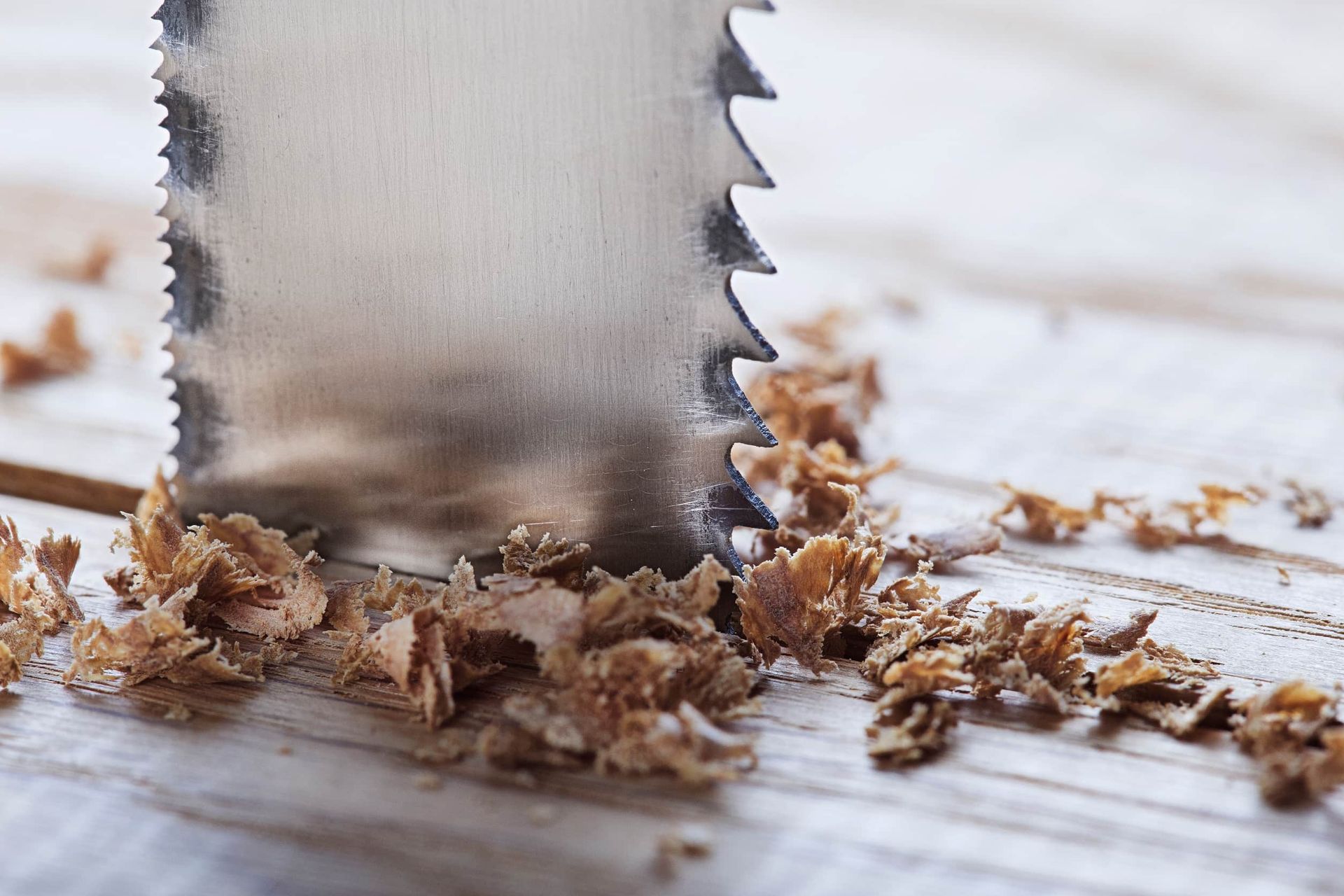 Hoja de sierra cortando madera, rodeada de virutas de madera.