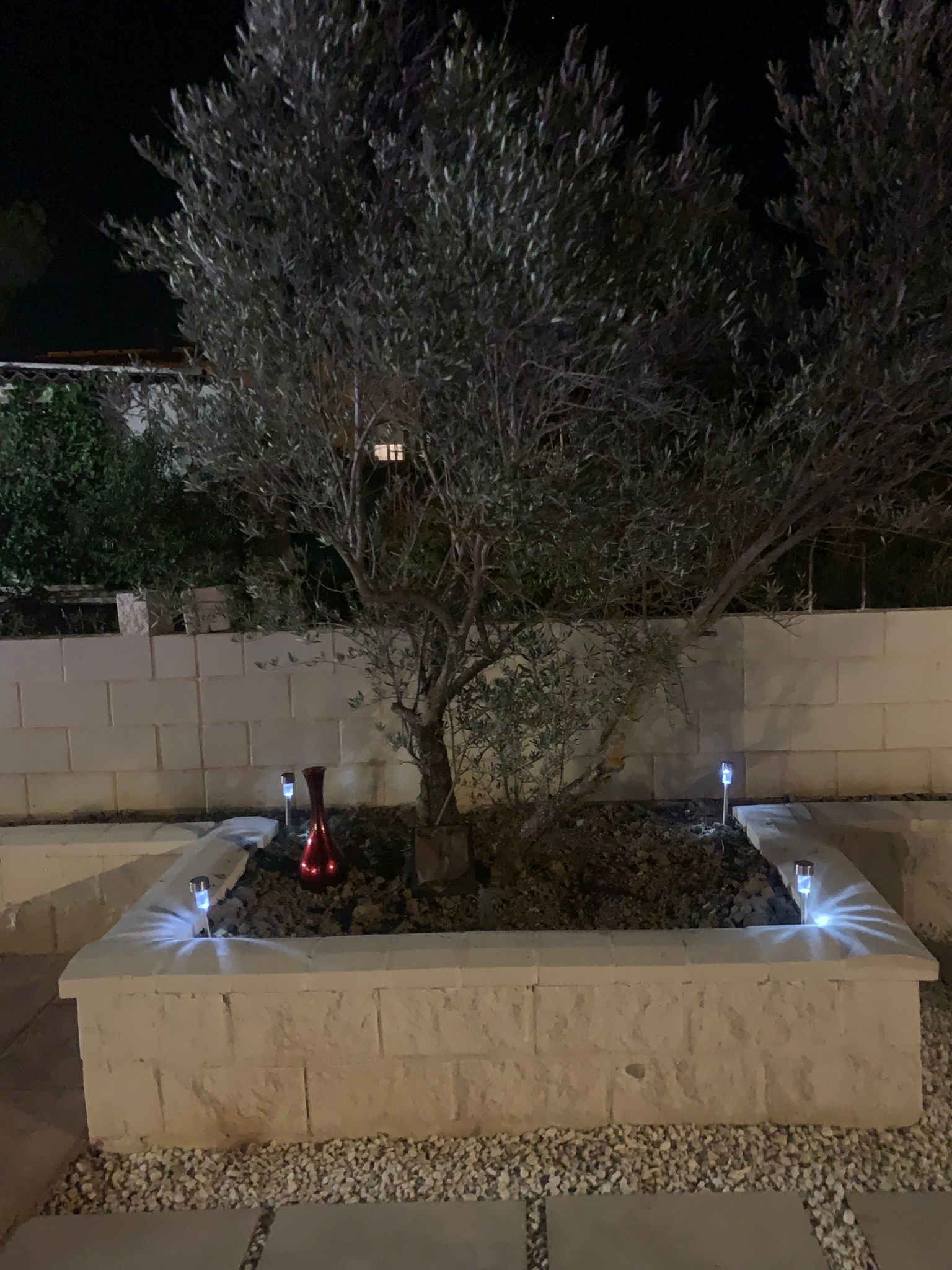 Un árbol en una maceta con luces se ilumina por la noche.