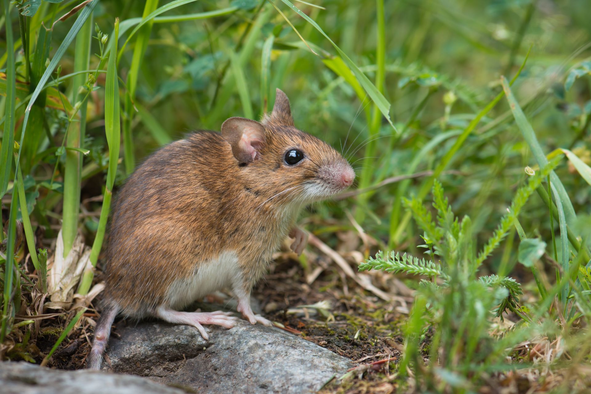 Un petit rongeur brun assis dans l'herbe sur un rocher, regardant vers la droite