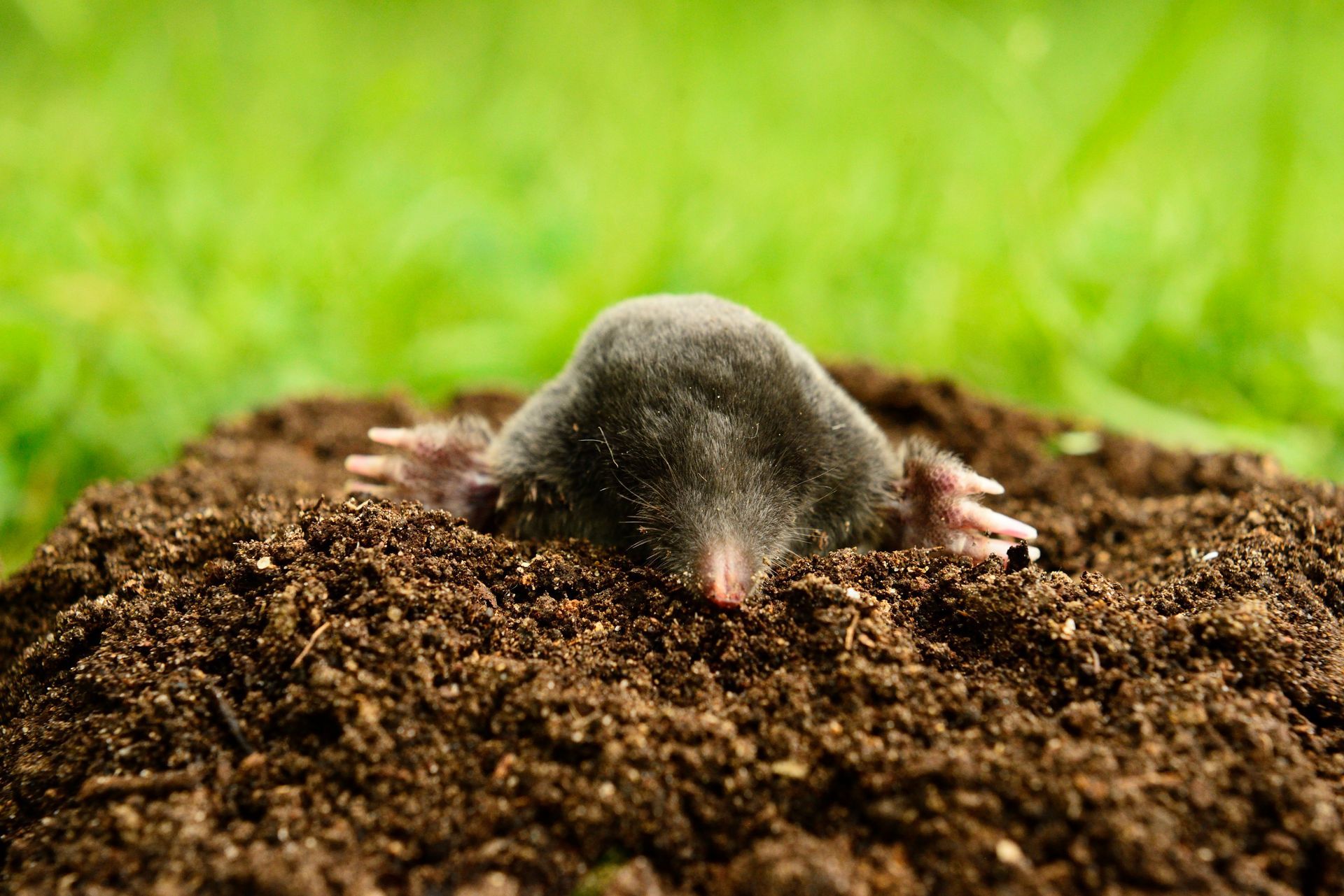 Taupe sortant d'un monticule de terre dans l'herbe verte