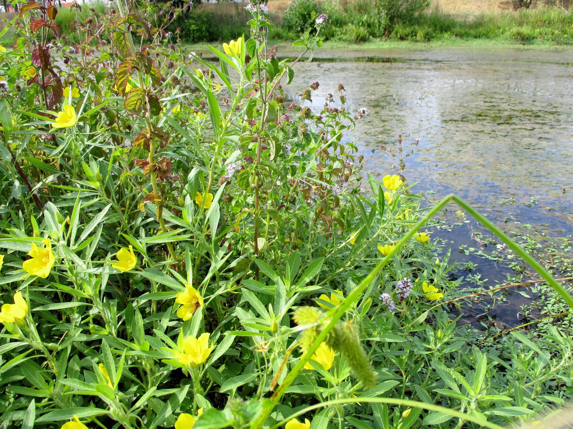 Des fleurs sauvages jaunes et des roseaux verts poussent le long d'un étang