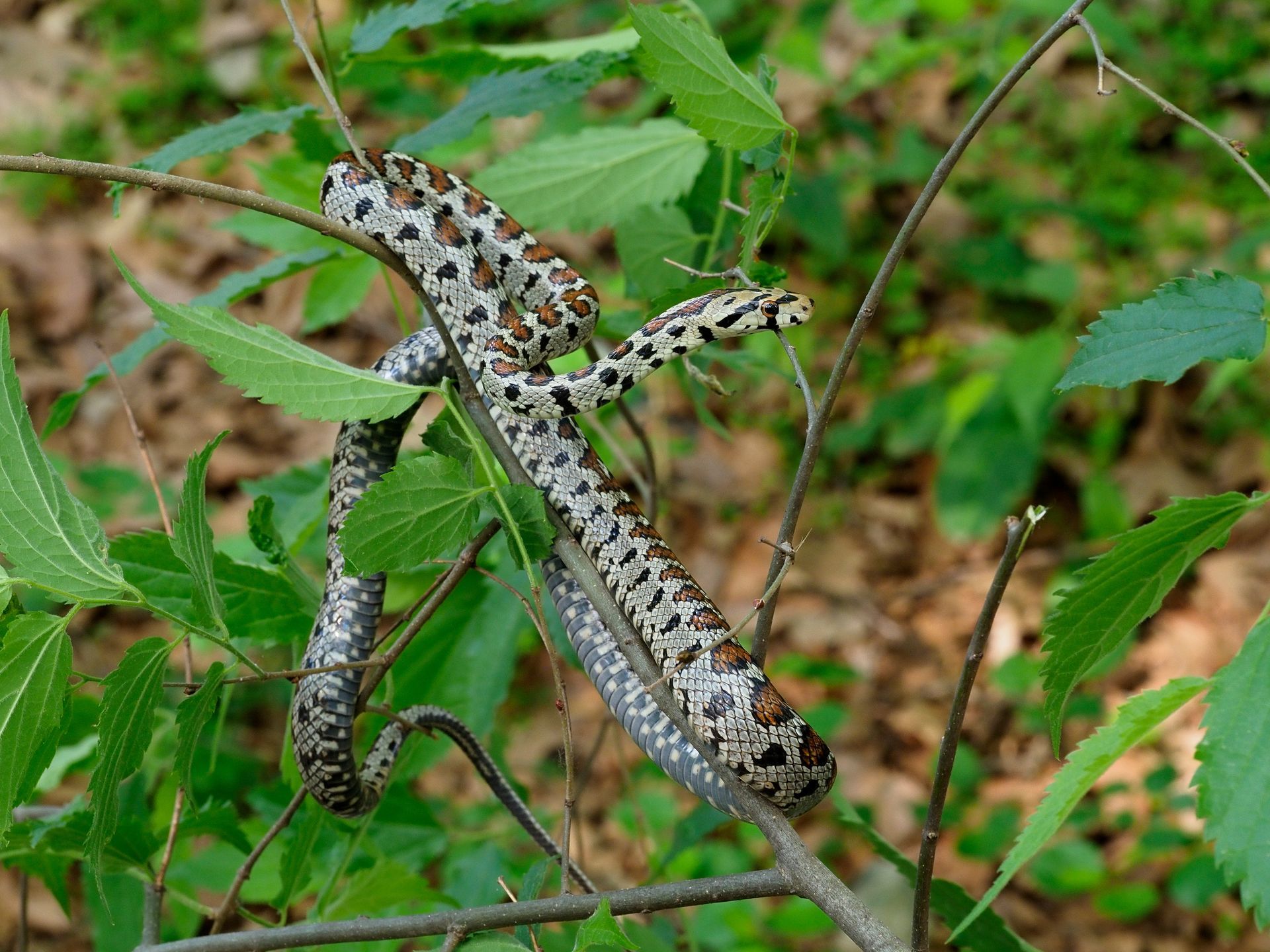 Un serpent tacheté sur des feuilles vertes dans un cadre forestier