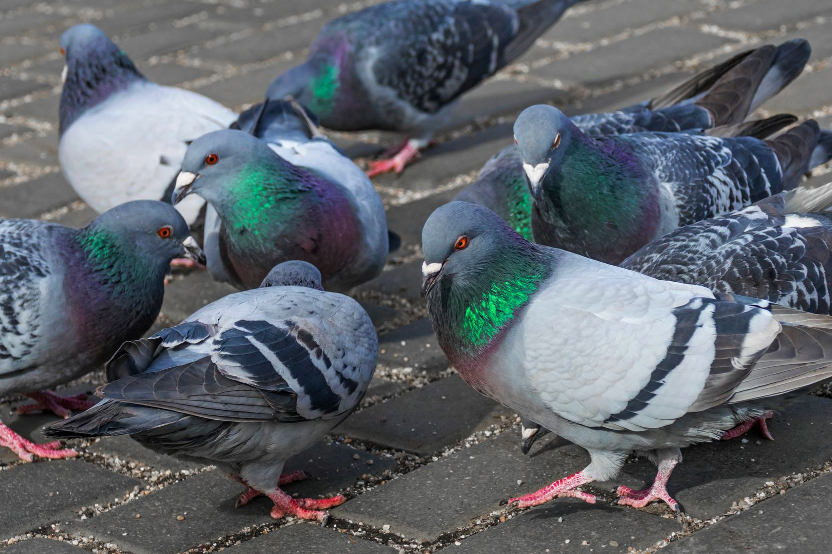 Plusieurs pigeons sur la toiture d'un bâtiment