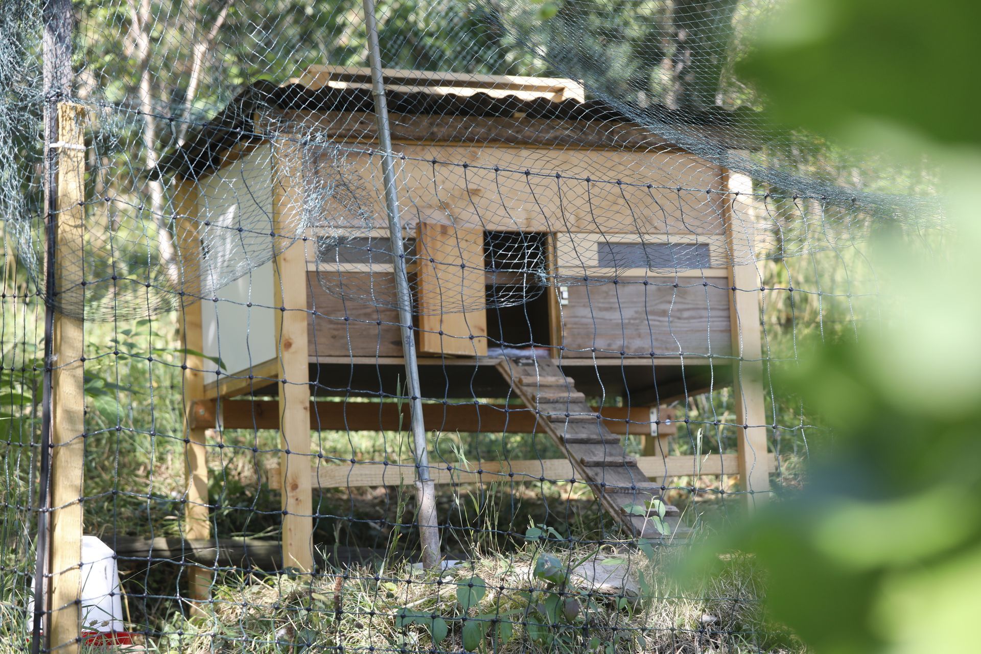 Poulailler avec petite cabane en bois perchée dans un arbre entourée d'un grillage et d'une clôture électrique