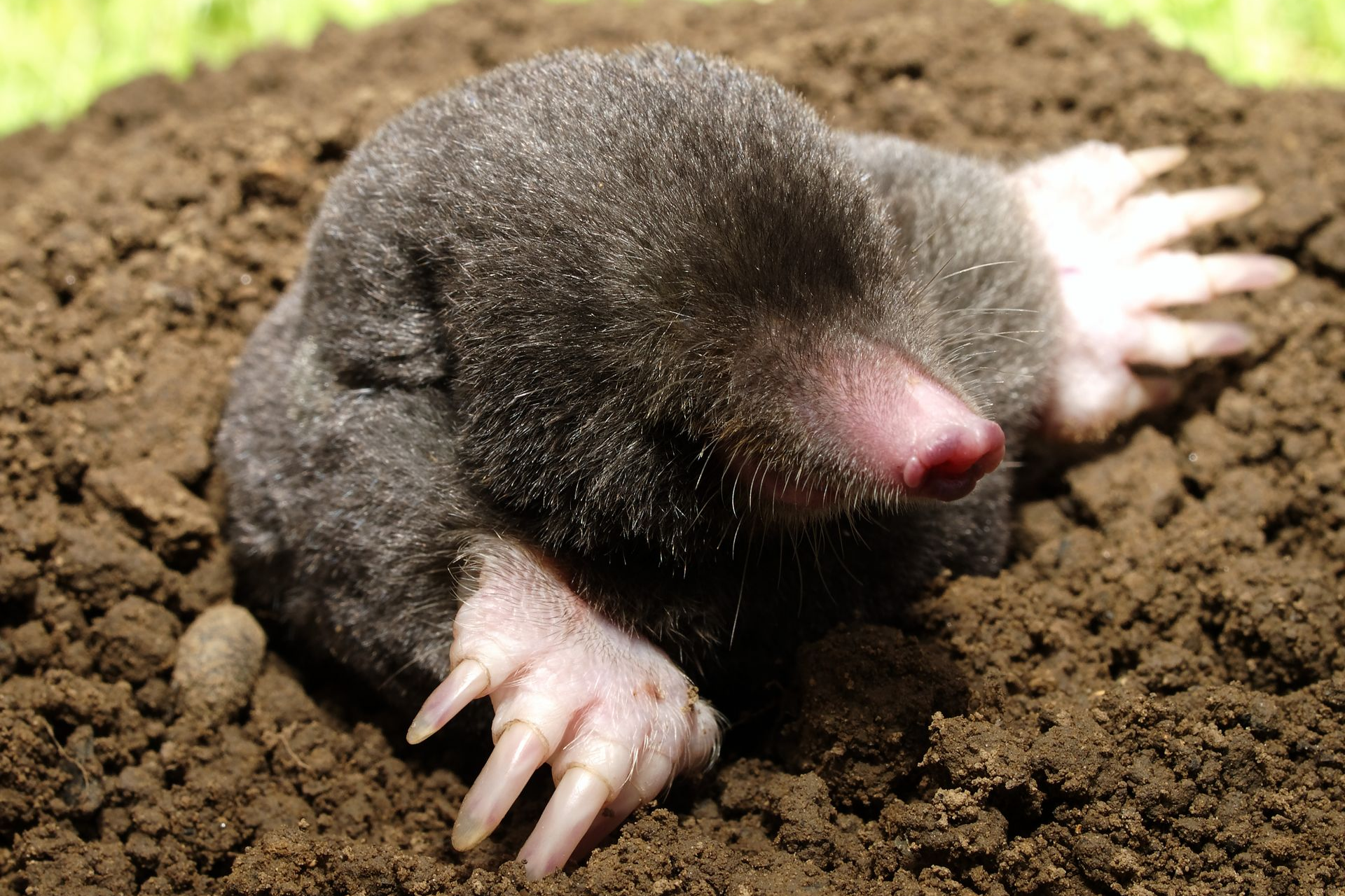 Taupe sortant de sa galerie dans un jardin