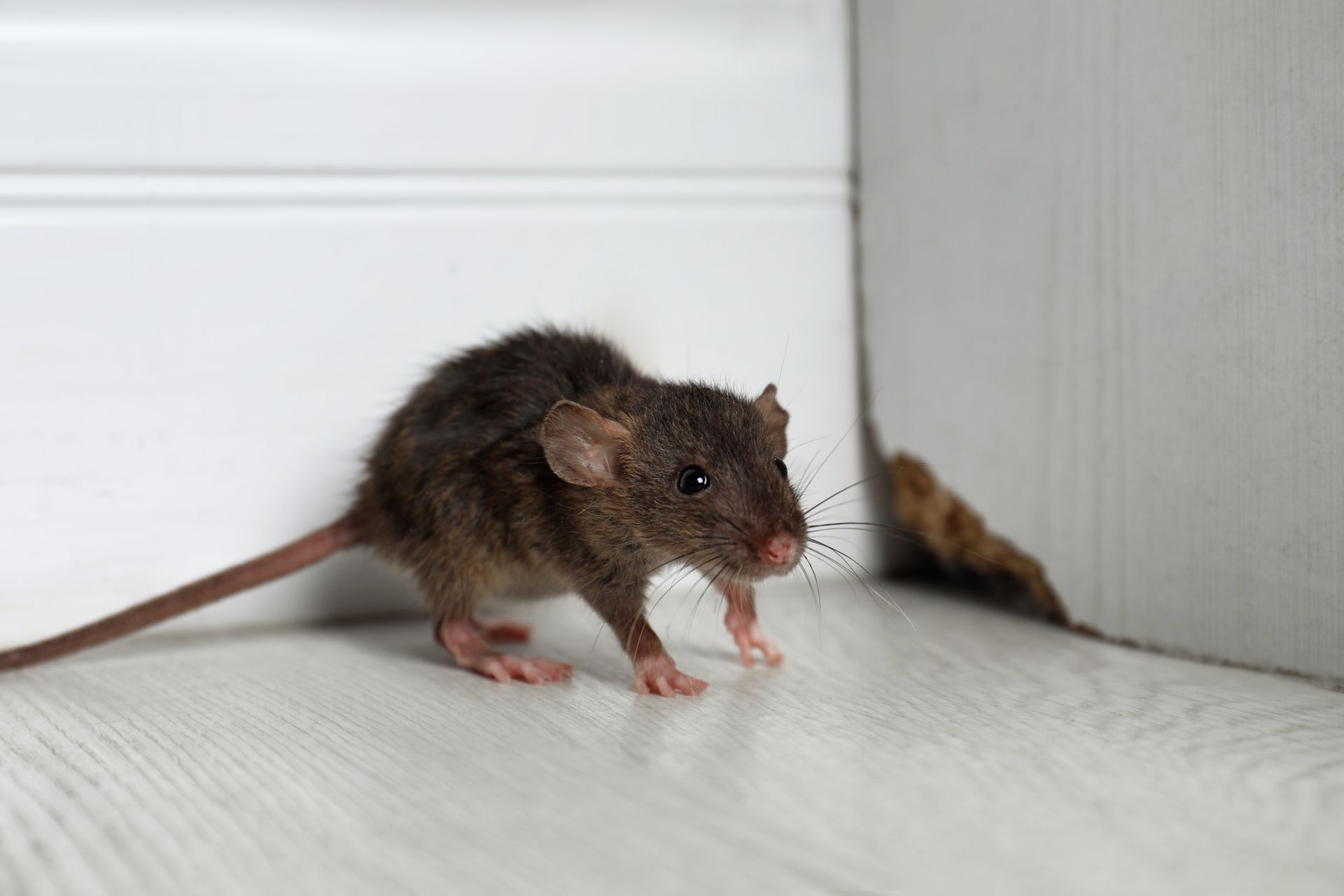 Petite souris brune sur un sol blanc près d'un mur, regardant droit devant elle, la queue tendue derrière elle