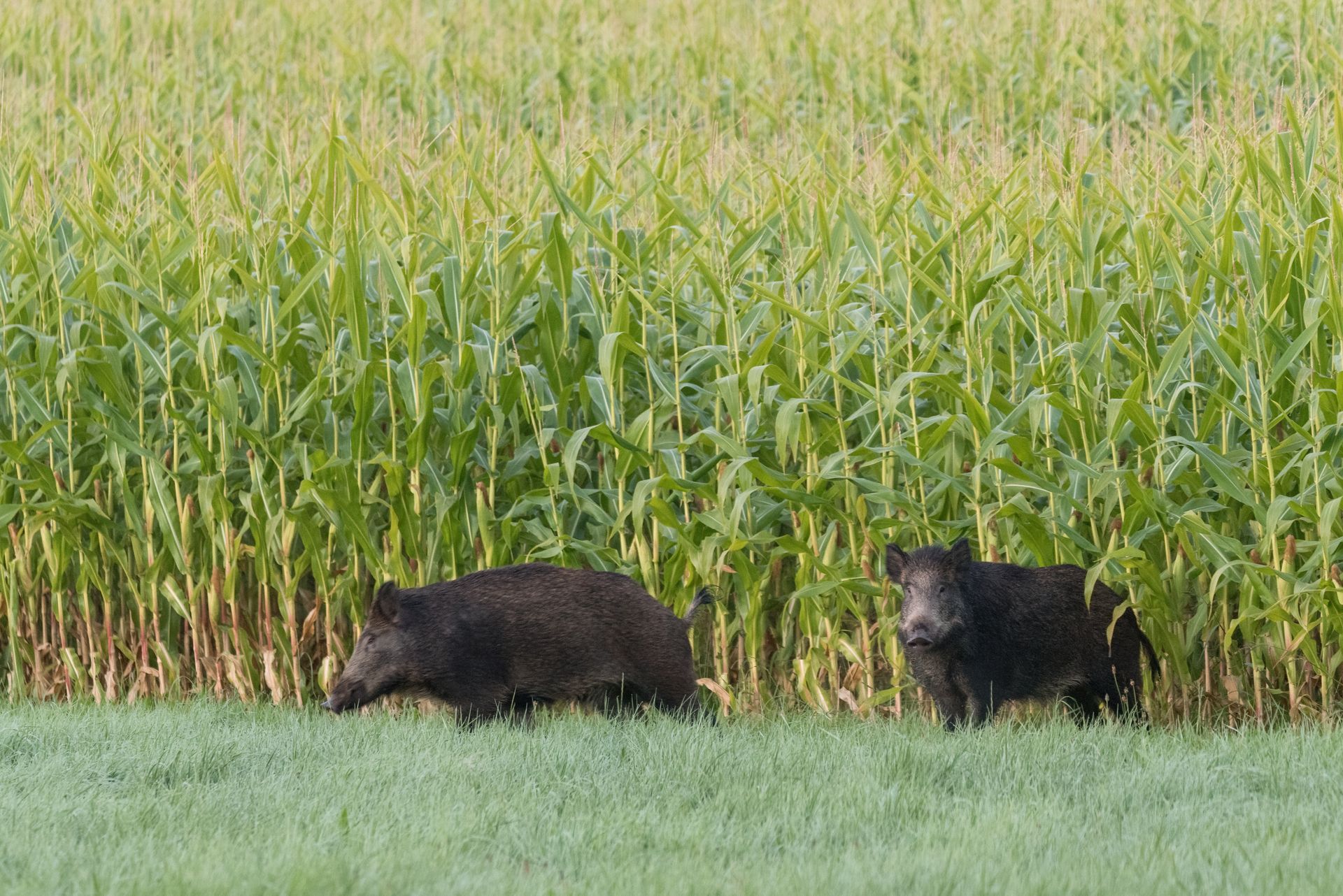 Deux sangliers dans l'herbe devant un champ de maïs