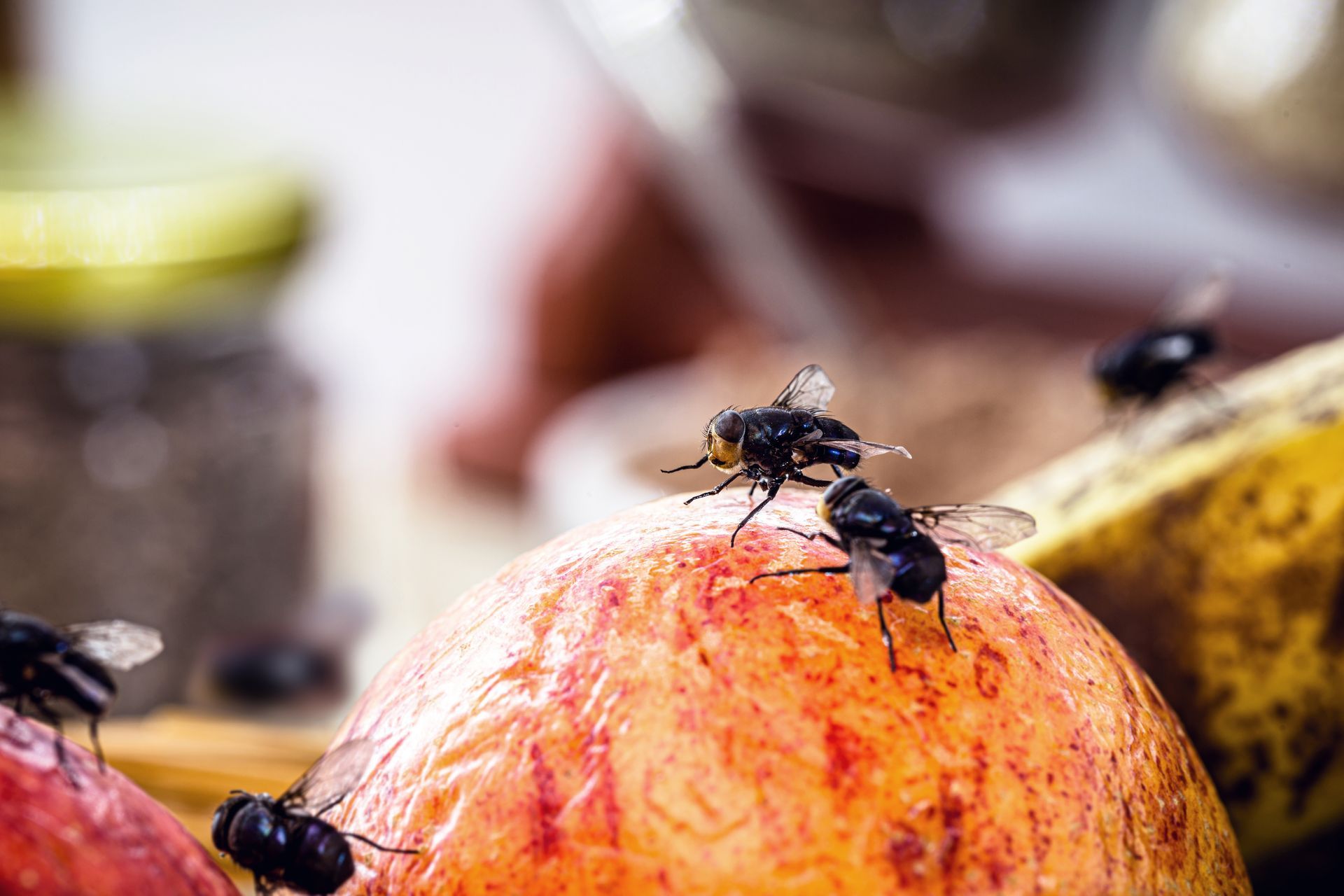 Des mouches rampant sur une pomme mûre, avec un arrière-plan de cuisine flou