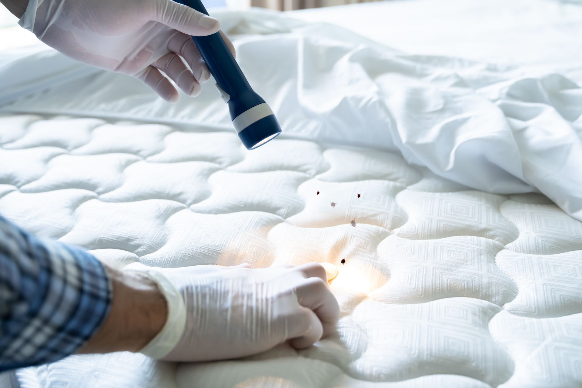 Personne avec des gants et une lampe inspectant des punaises de lit sur un matelas blanc
