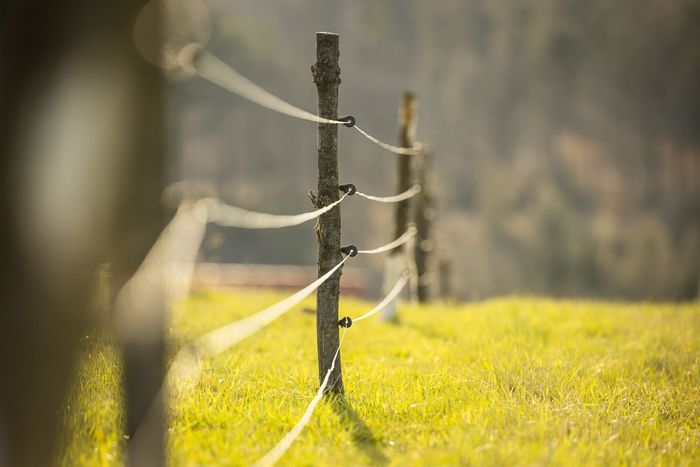 Clôture électrique de protection contre les animaux sauvages montée avec des piquets en bois