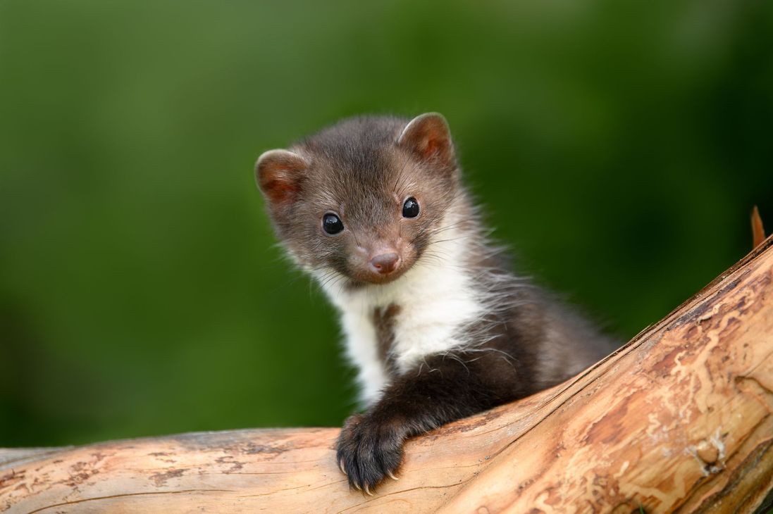 Petite belette brune et blanche perchée sur une branche d'arbre sur un fond vert flou