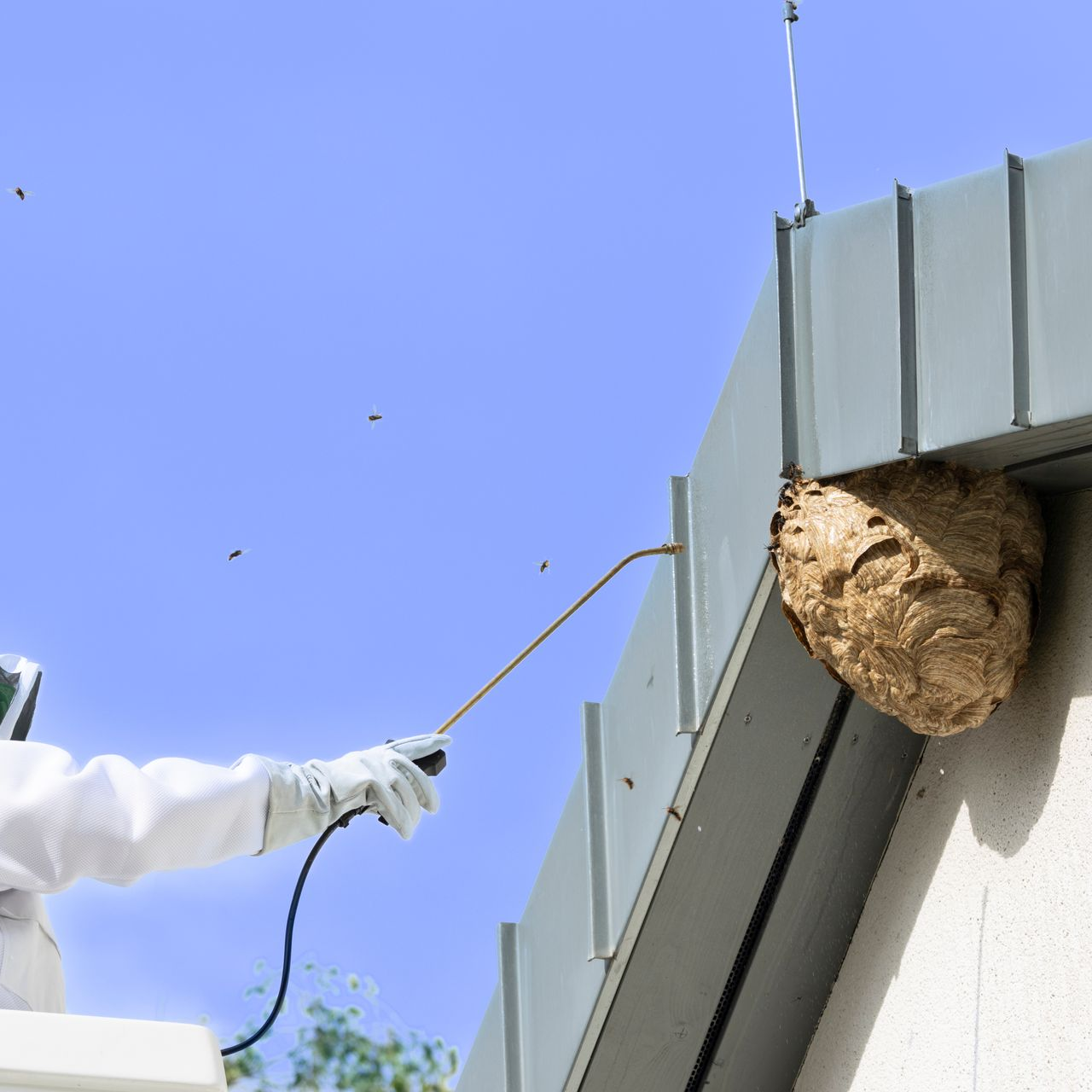 Un technicien expert en désinsectisation pulvérise un gros nid de frelons fixé sous le bord d'un toit métallique.