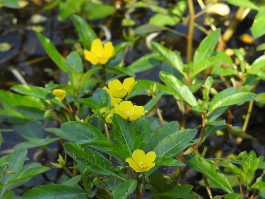 De petites fleurs jaunes de Jussie poussent près d'un point d'eau