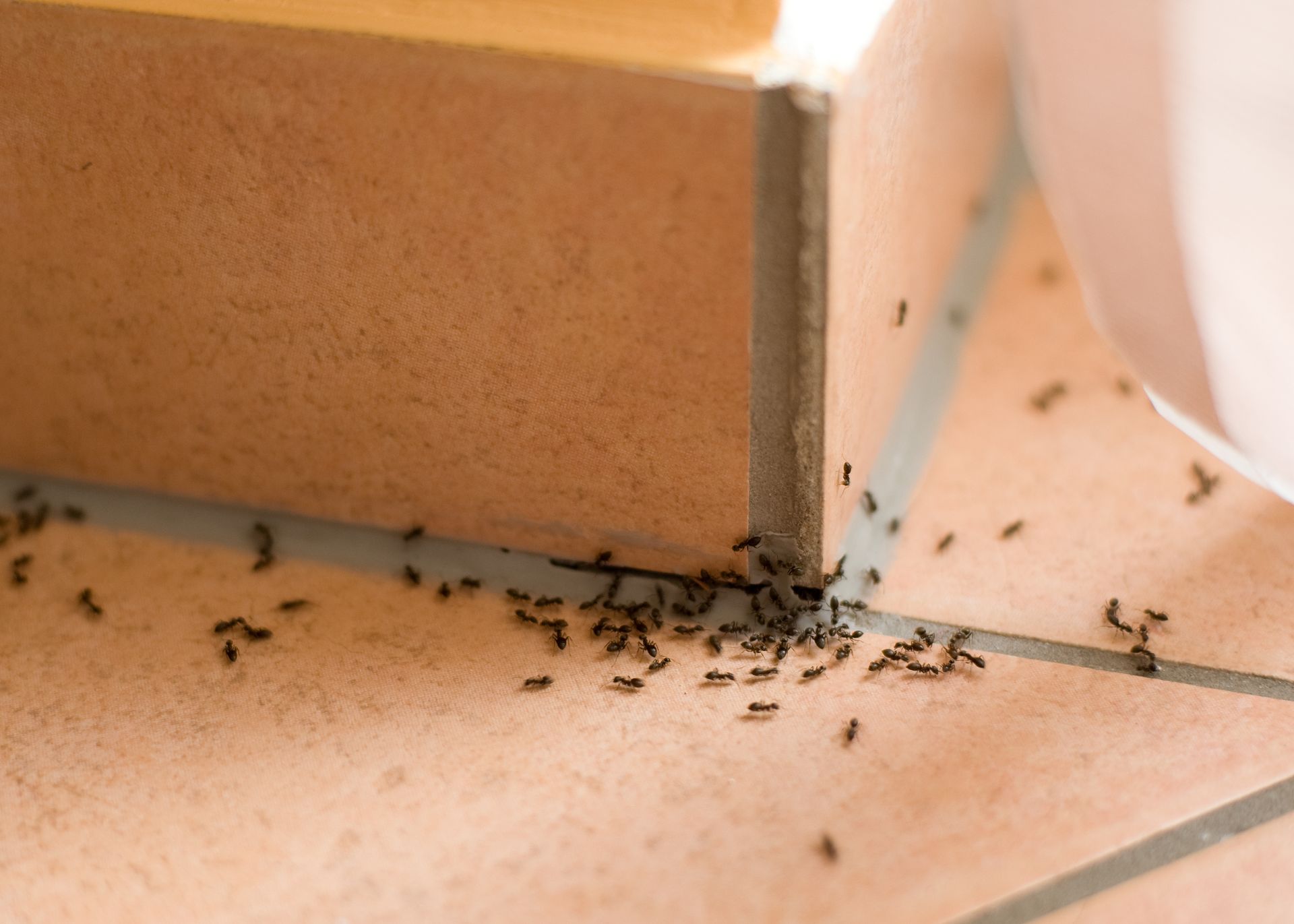 Des fourmis rampent le long du bas d'un mur carrelé et dans un coin de sol