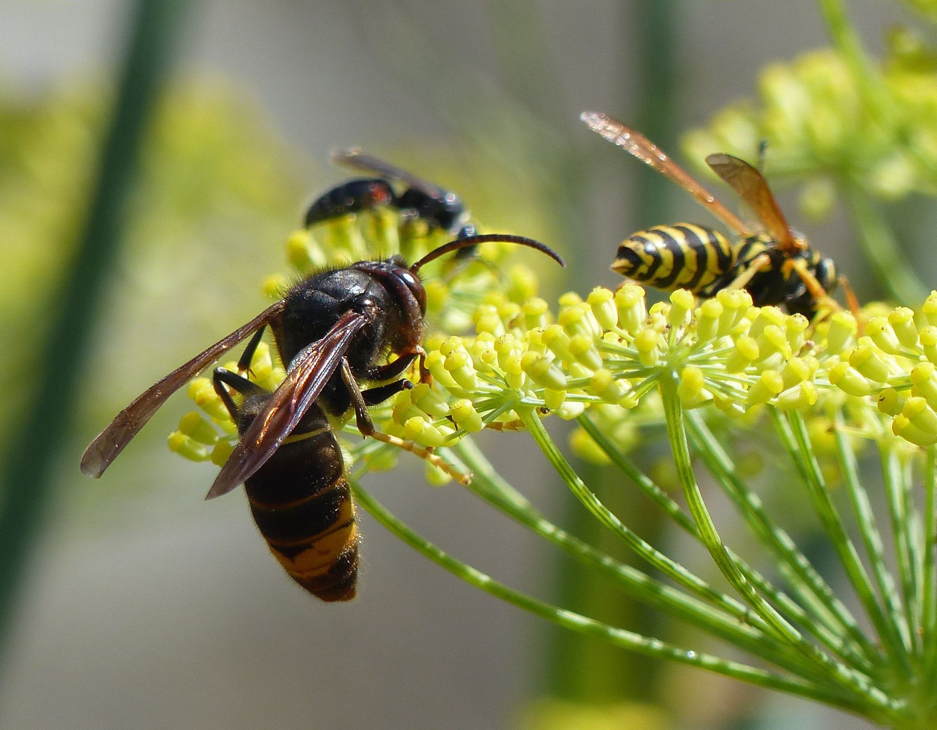 Deux hyménoptères butinent une grappe de fleurs jaunes à l'extérieur