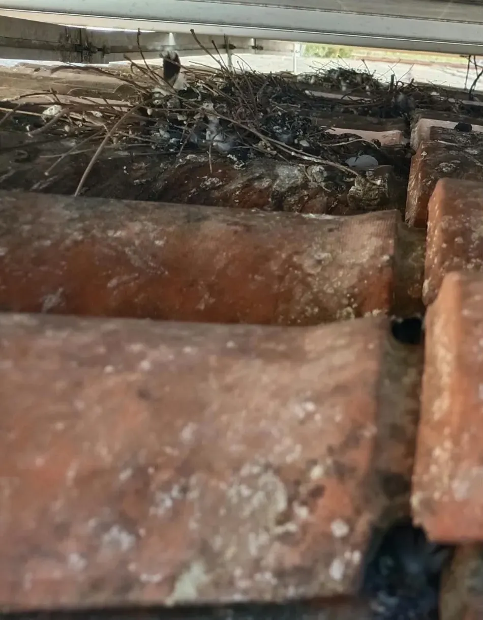Primer plano de tejas viejas y oxidadas con escombros y un pequeño nido oscuro o un manojo de ramitas alojado entre ellas.