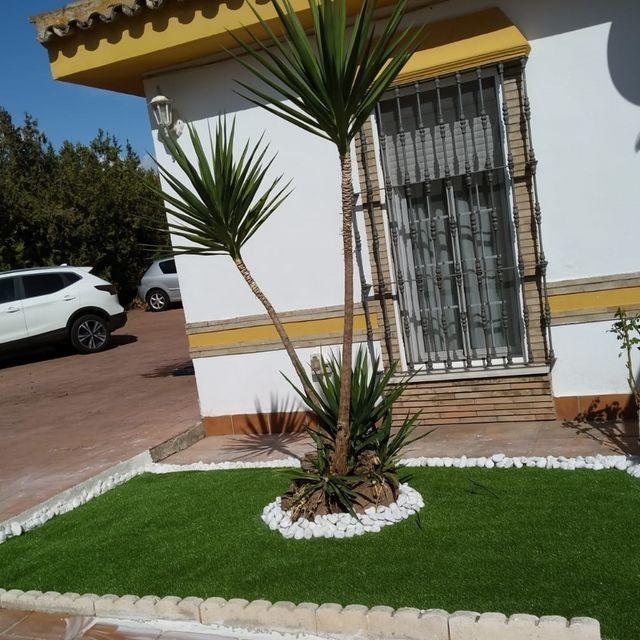 Planta de yuca en un macizo de piedras blancas sobre césped artificial, frente a una casa, con un coche visible.