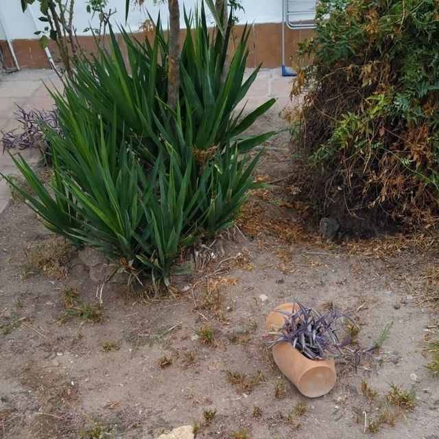 Una planta de yuca y una planta morada en maceta en un jardín exterior.