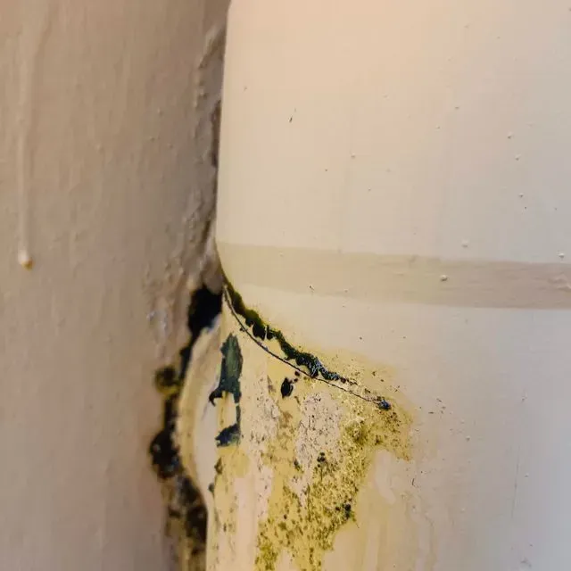 Moho y manchas alrededor de una tubería blanca en la unión con una pared blanca.