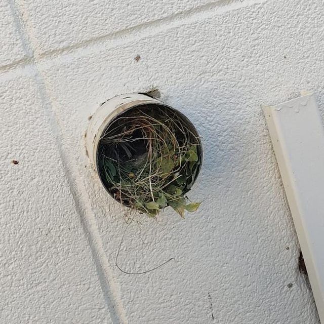 Nido de pájaro construido dentro de una tubería en una pared blanca. Se ven hierba verde y ramitas.