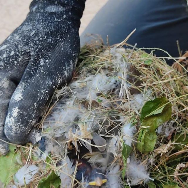 Mano enguantada sosteniendo un nido de pájaro con plumas, hierba y un polluelo.