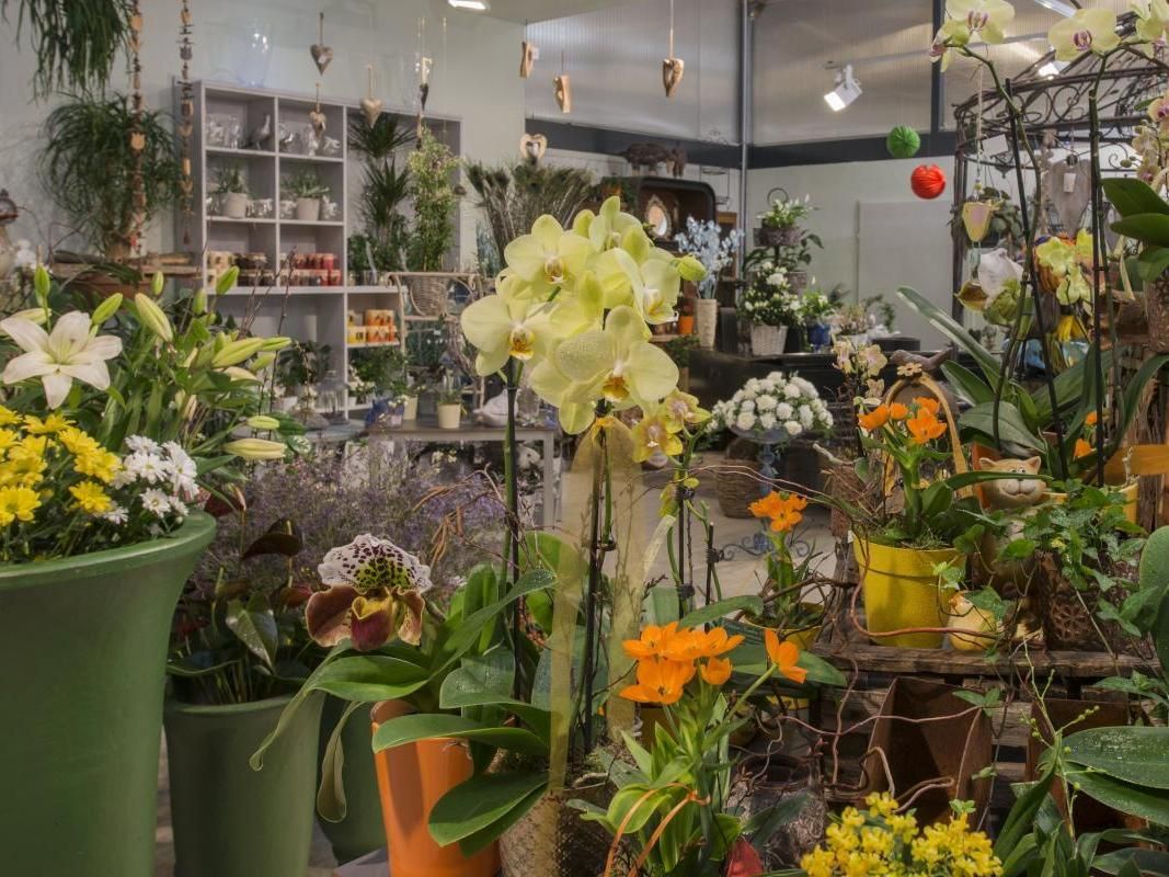 Flower shop filled with colorful potted orchids and blooming plants on display shelves