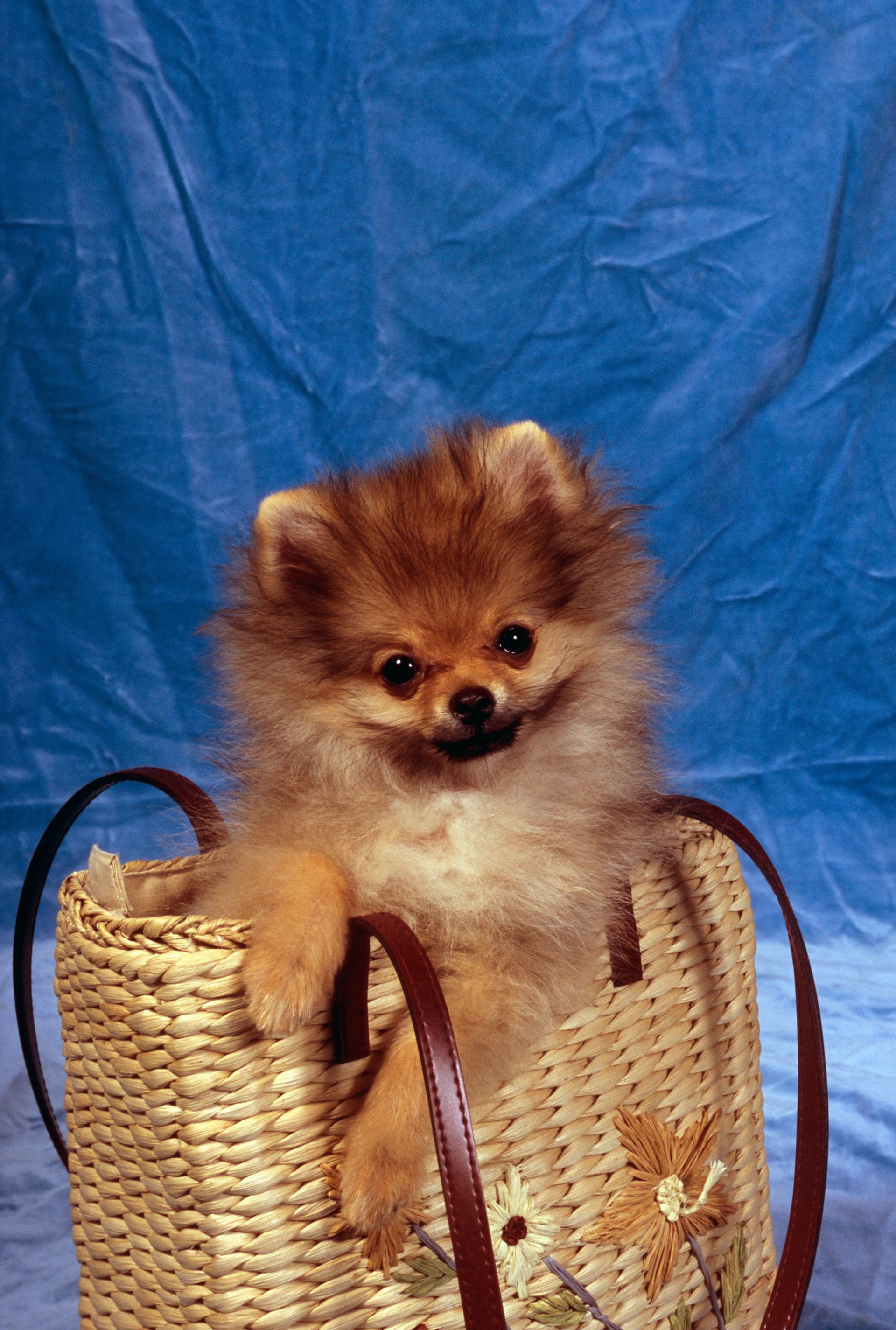 Pogo - dogue argentin