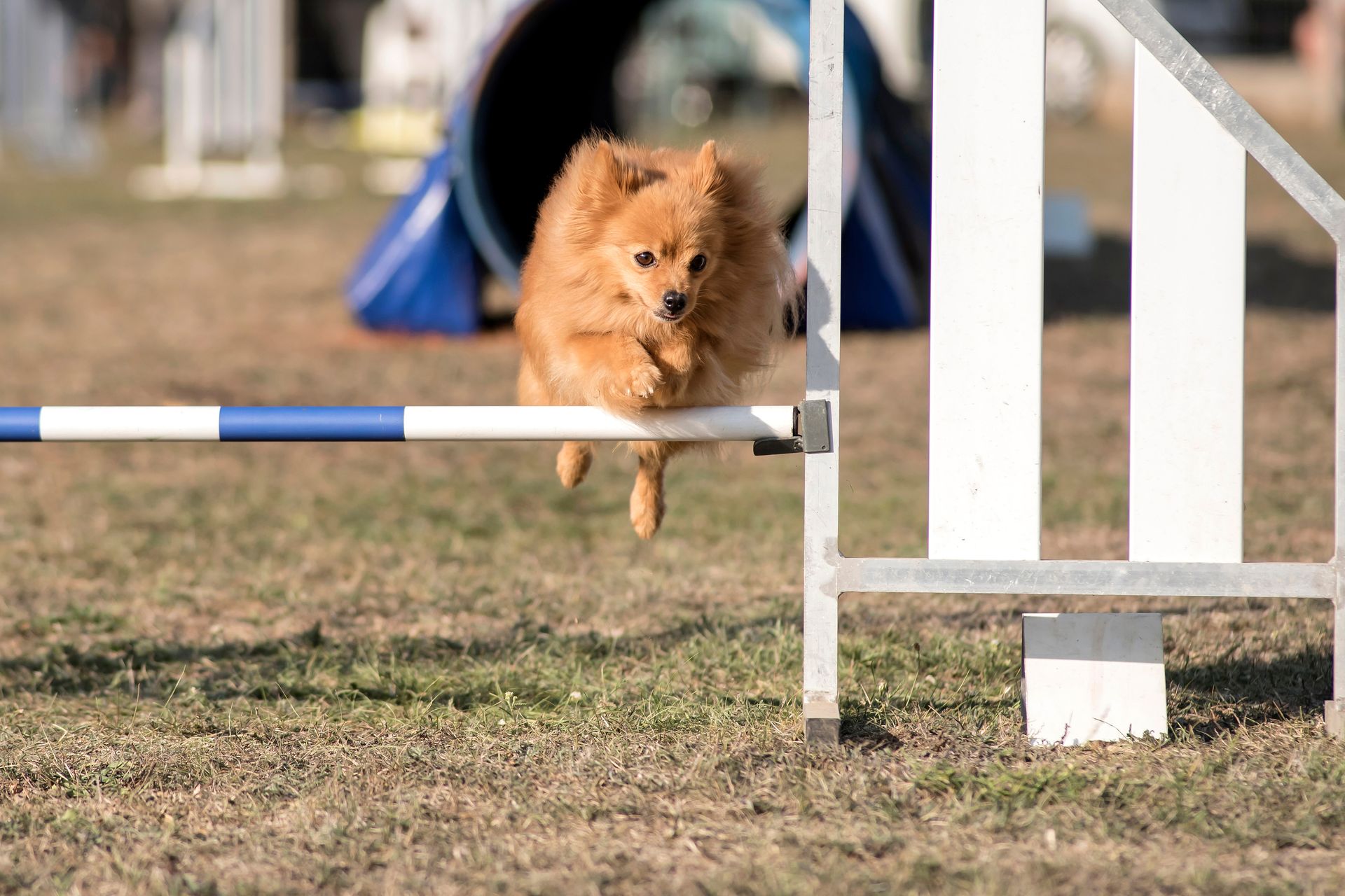 Olaf - dogue argentin