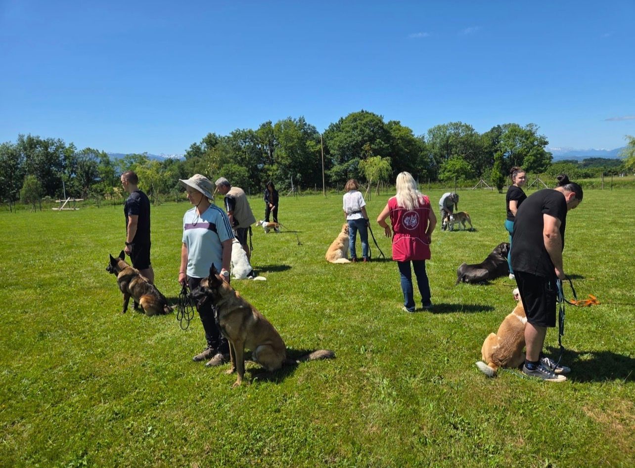 Séance de rééducation canine en extérieur