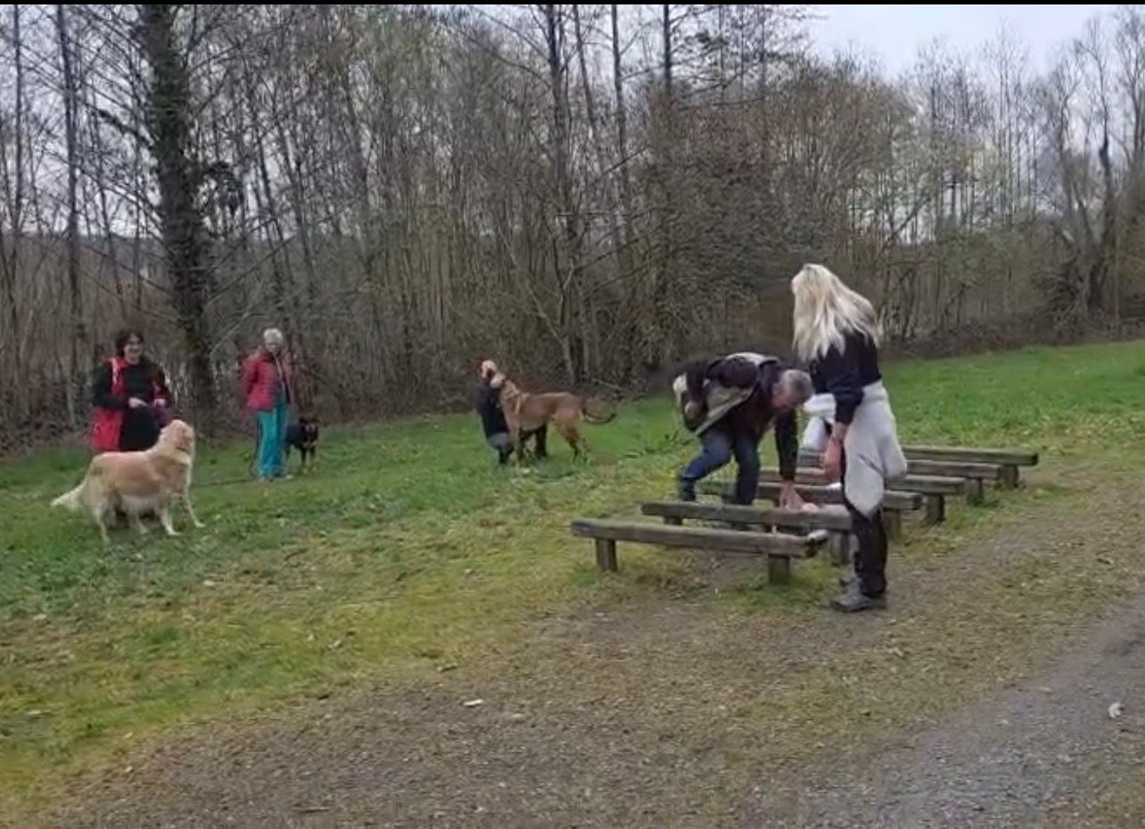 Séance de rééducation canine en intérieur